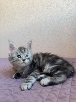 Maine Coon Black silver tortie tabby 1 mois