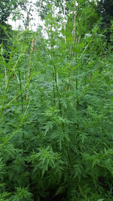 Artemisia Annua  Pflanzen und Saatgut abzugeben