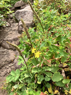 黄色い花はオトギリソウ。花期が終わったタカネトウチソウ