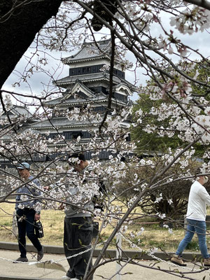 桜の松本城