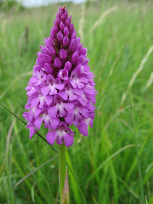 Pyramiden-Spitzorchis