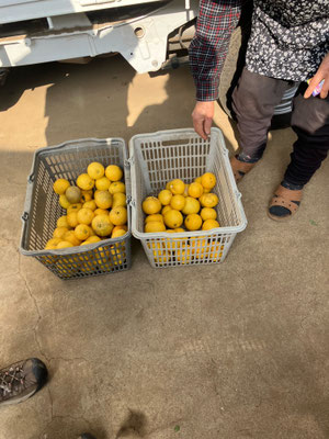 ８．お土産用に収穫し用意してくれたかぼす