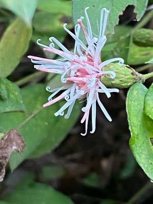 枝先に花をつけるコウヤボウキ