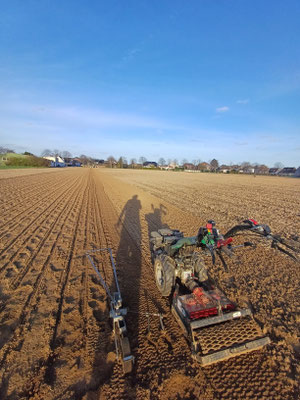 Damit die kleine Sämaschine vernünftig arbeitet braucht sie ein extrem feines und ebenes Saatbett, deswegen kommt nachdem der große Traktor den Boden vorbereitet hat nochmal unser Einachsschlepper zum Einsatz, um den Boden extra eben und fein zu arbeiten.