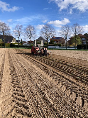Die Pflanzmaschine hat pro Körper nur ein Schar, dass den Boden öffnet. In die entstehende Furche werden die Pflanzen platziert und durch die Andruckrollen wird die Furche wieder geschlossen und die Pflanzen angedrückt.