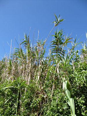 Arundo donax / Spanisches Rohr
