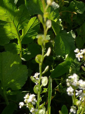 Thlaspi alliaceum / Lauch-Hellerkraut