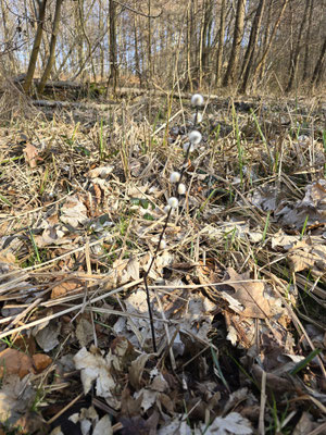 Bewurzeltes Weidensteckholz im Waldboden