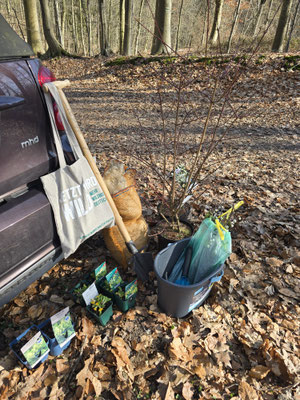 Pflanzen im Topf, Spaten und Sack mit Schafwolle lehnen an einem braunen Auto im Wald