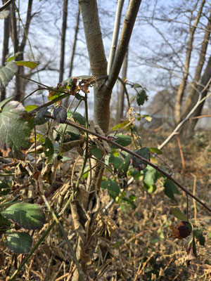 Sträucher und Baumstamm in Brombeerfeld