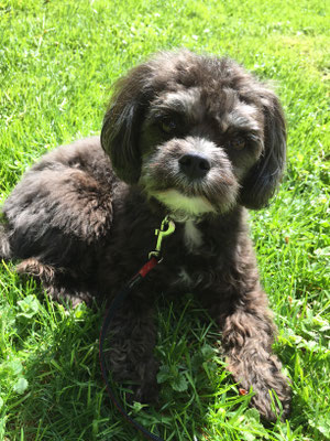 Neva, 27.04.2016 Bolonka