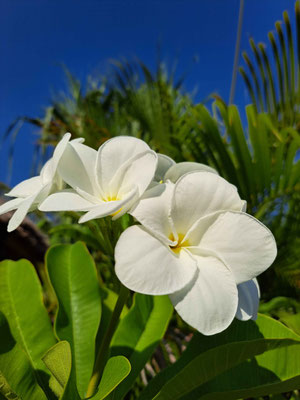 Bright white frangipani blossoms reaching toward a clear blue sky.