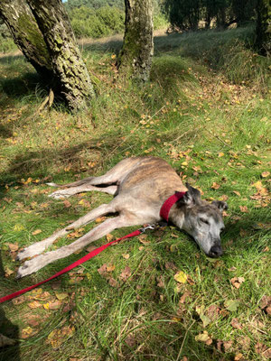 14.09.2024:  Filou, (12,5J) ist 10km gelaufen. Start in Flaesheim bei Datteln - Westruper Heide - Zurück nach Flaesheim
