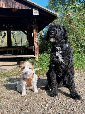 28.09.2024: Betsy (1,5J) und Oskar (5J) haben eine Schöne Runde im herbstlichen Villewald. gedreht. 3km