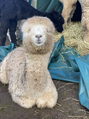 AAF Te Anaus Samantha, Januar 2020
