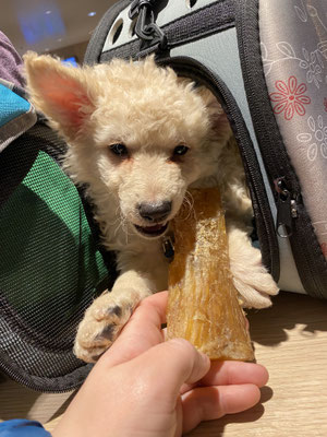 Loki enjoying his treat while on the boat to Liverpool.