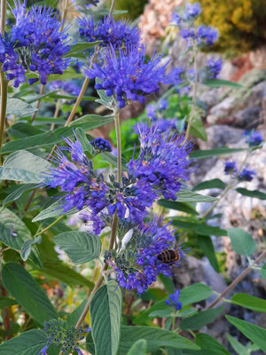 Caryopteris Bartblume