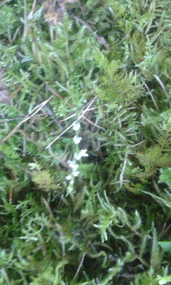 Goodyère Rampante (Goodyera repens). Une orchidée rare et exigeante en terme de biotope que j'ai cherché pendant plus de deux ans sans succès, jusqu'à tomber nez à nez avec des dizaines de pieds dans une forêt corrézienne, hélas sans mon appareil photo.
