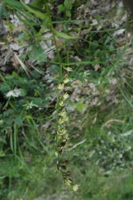 Épipactis à Larges Feuilles (Epipactis helleborine helleborine)