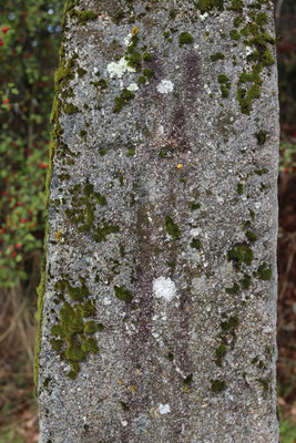 Menhir de la Croix-des-Randes (Châtre-Langlin)