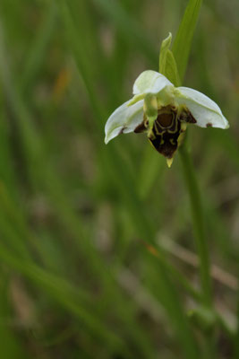 Ophrys Abeille (Ophrys apifera)