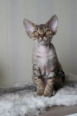 Mitava Kazimir devon rex