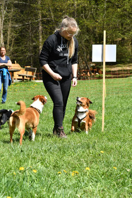 spiel-sport-spass-mit-oepi-wachhund-hofhund