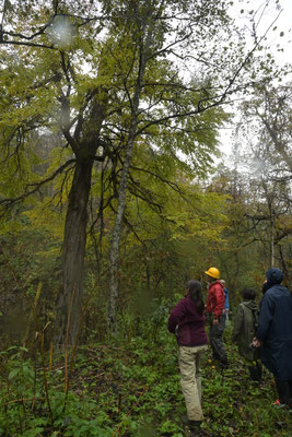 中川研究林はカツラの北限域です