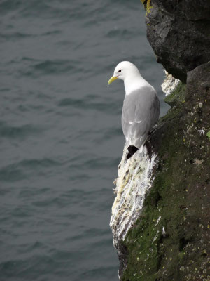 Möwe in der Steilküste.