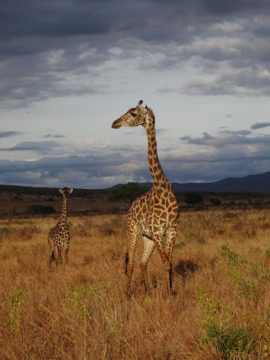 Giraffenmama mit Kind