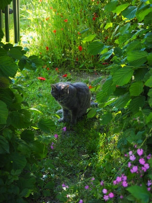 Grizzly, mein grauer Schöner