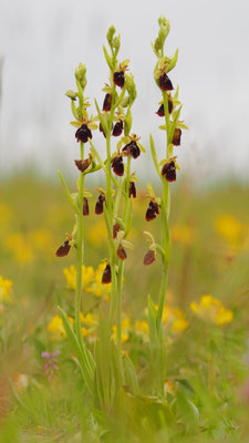 Ophrys holoserica x Ophrys insectifera = Ophrys x devenensis, Burgenland