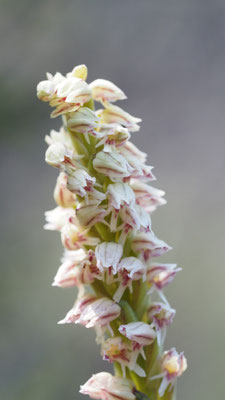 Neotinea maculata, Keuschorchis
