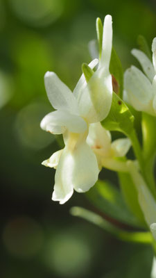 Dactylorhiza romana, Römisches Knabenkraut