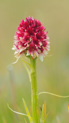 Nigritella rhellicani, Gewöhnliches Kohlröschen, Südtirol