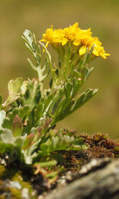 Salzburg, Senecio incanus, Krainer-Greiskraut