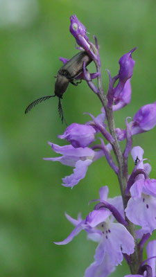 Orchis mascula ssp. speciosa, Pracht-Knabenkraut, Oberösterreich