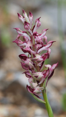 Anacamptis fragrans, Duftendes Knabenkraut