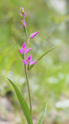 Cephalanthera rubra, Rotes Waldvöglein, Steiermark