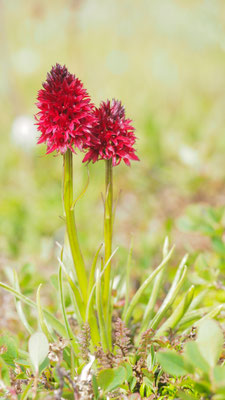 Nigritella rhellicani, Gewöhnliches Kohlröschen, Südtirol