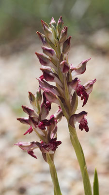 Anacamptis coriophora ssp. fragrans, Wohlriechendes Wanzen-Knabenkraut, Chios