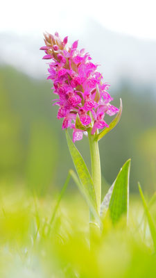 Dactylorhiza sambucina x Dactylorhiza majalis = Dactylorhiza rupertii, Kärnten