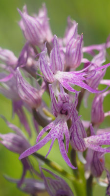 Orchis italica, Italienisches Knabenkraut