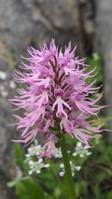 Orchis italica, Italienisches Knabenkraut