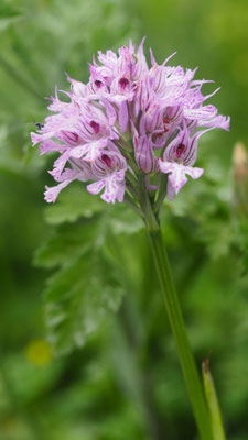 Neotinea tridentata, Dreizähniges Knabenkraut