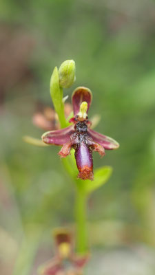 Ophrys regis-ferdinandii, König Ferdinand Ragwurz
