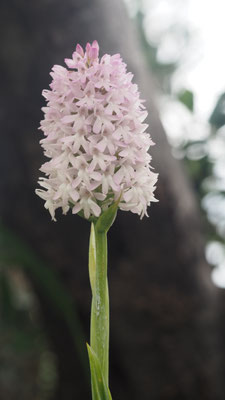 Anacamptis pyramidalis ssp. serotina, Spätblühende Pyramiden Hundswurz, Samos