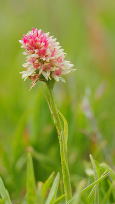 Nigritella rhellicani, Gewöhnliches Kohlröschen, Südtirol