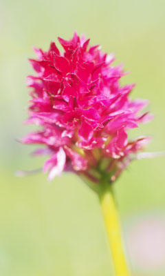 Nigritella rubra, Rotes Kohlröschen, Steiermark
