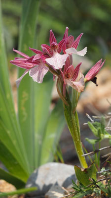 Anacamptis papillionacea ssp. aegaea, Östliches Schmetterlings-Knabenkraut, Rhodos